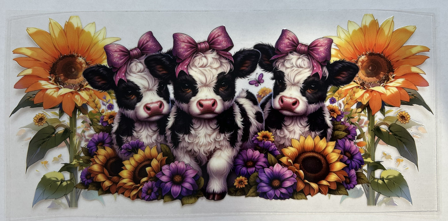 Black and white Highland cows with sunflowers