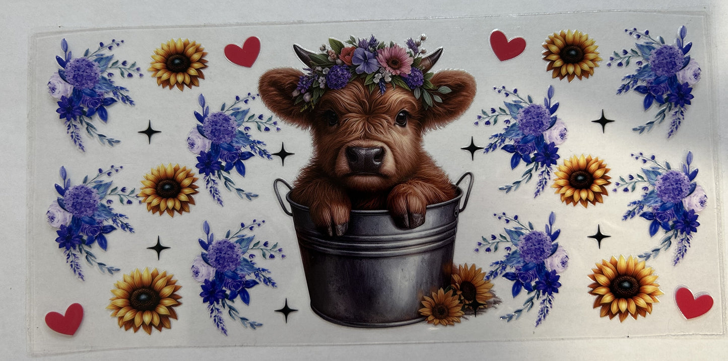 Highland Cow in a bucket