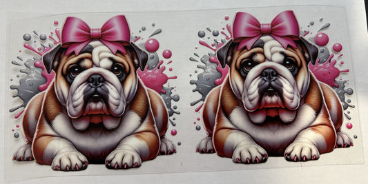 English Bulldogs with bows
