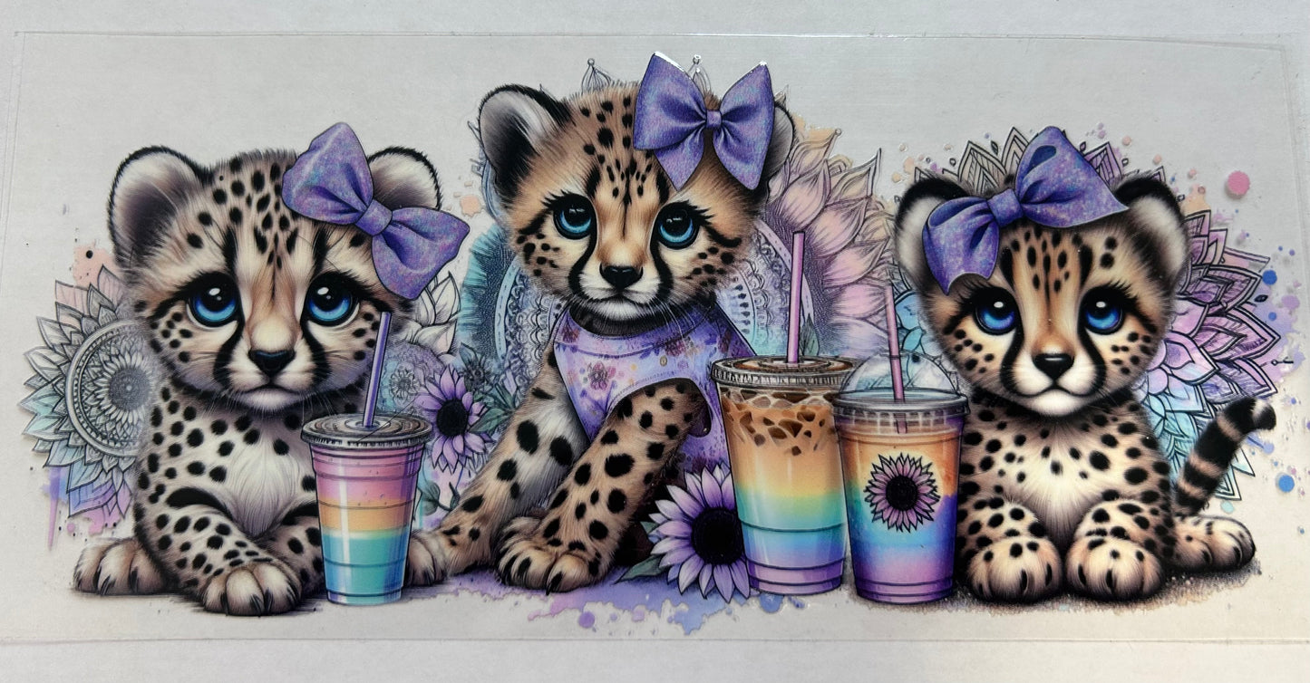 Cheetahs with drinks
