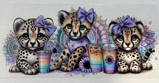 Cheetahs with drinks